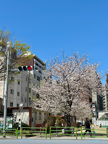 写真  道中：桜の写真